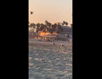 Two bikini girls WAP dance beach sunset