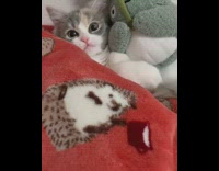 Cat lays with grey totoro toy 