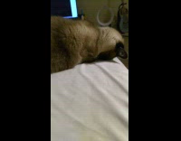 Sleeping cat ignores pokes from owner bed