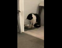 Cat stares at bowl checks for food