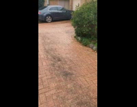 Bird carry clothes hanger on the driveway