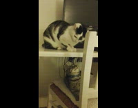 white cat on table play fighting with gray cat on chair