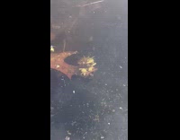 Larva with sticks for protection floats on water