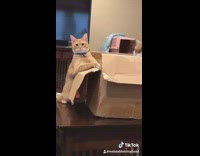 Two orange cats fight from inside cardboard box