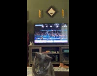 [third party] Cat staring at hoomans sandwich