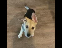 Black brown puppy dog speak trick barks 