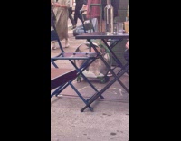 Grey cat inside glass rolling luggage bag