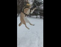 Shiba dog jumps and catches snowball 