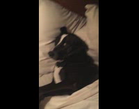 black dog tucked in bed and laying down 