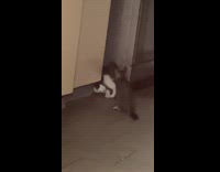 Pet cat scared and hides in a weird position