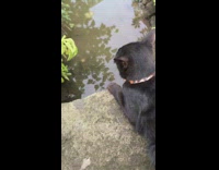 Black cat on wall looks at water