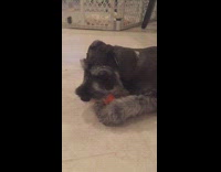 grey dog biting and eating carrot on ground 