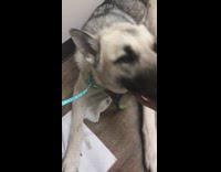 Pet dog breathes mouth open after being drugged