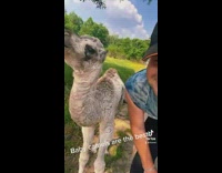 Guy tells baby camel to say hi 