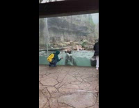 Two brown bears swim beside viewing glass part 2