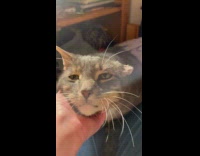 Cat one small ear gets a massage