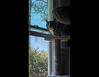 Cat on tower make clicking noises with birds