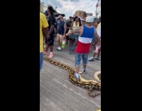 2 huge snakes at boardwalk during mermaid parade