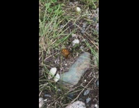 Black ants eat injured brown orange butterfly 
