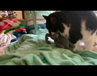 Cat caught stealing bunny plushy on bed
