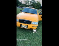 Collab WINY - Taxi cab with NO FARE license plate