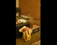 Cat jumps and runs fast from the sofa