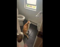 Lady Gets Spooked by Cat in Bathroom