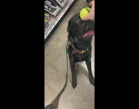 Black dog balances tennis ball on face 
