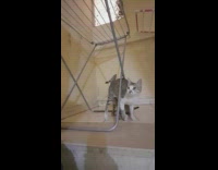Grey cat two kittens laundry drying rack