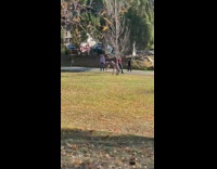 Girl wraps leg around bare tree park 