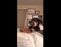 puppy randomly smiles at hoomans 