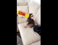 Collab BitchMP - Dog face stuck inside of hot cheetos bag