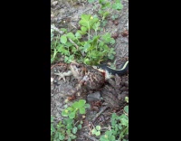 Submitter shows snake tries to eat toad