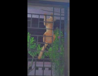 Orange cat climb and jump down window