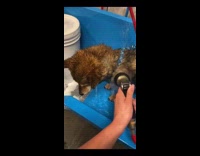 Collab BitchMP - Brown dog shiba shower scream cry