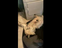 Pet dog lie down inside the cabinet