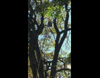 Park rangers stand on roof of truck and try to remove bee hive from tree branches