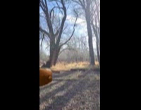 Man puts twerking animated bear on video