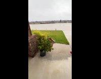 Dogs dived into road flood