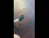 white bird gets head stuck in koozie 