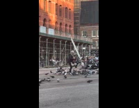 Woman feeds pigeon in middle of street