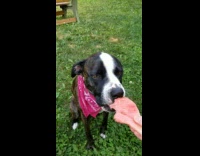 Pet dog with a scarf sit and fed some watermelons