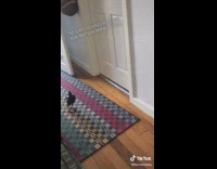 Random bird walks through front door of house 