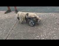 brown dog walking with pet  wheelchair 