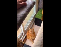 Orange cat stare at hand on tower