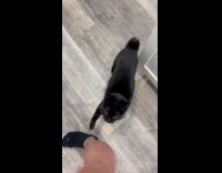 Cat scratching hoomans leg asking for dinner 