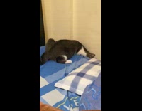 Cat searching for cockroach