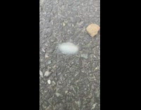 White caterpillar with spikes crawls slowly on the ground