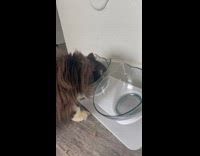 Collab BitchMP - Cat eating with messy face 