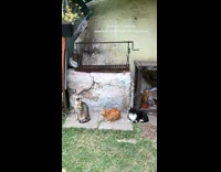 Three cats sitting in place different colors